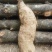 野生葛根