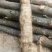 野生葛根