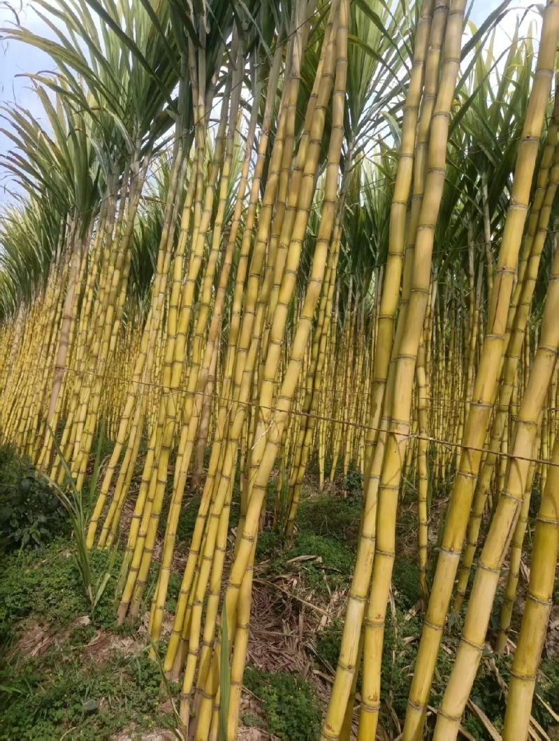 【黄金甘蔗】云南甘蔗/黄皮甘蔗/糖分高水分足/全国发货