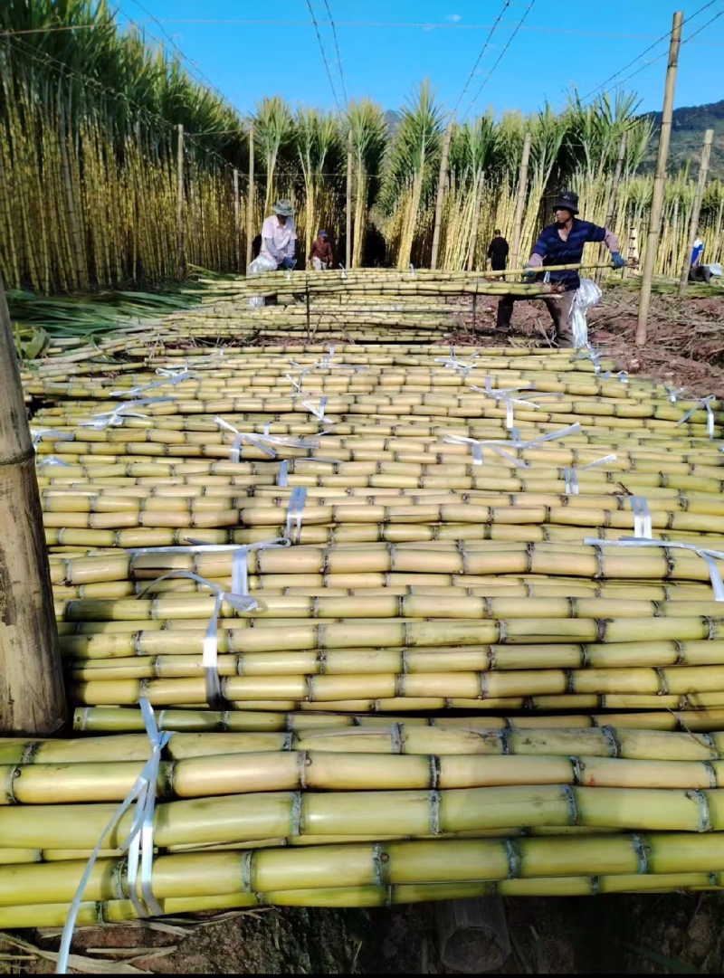 云南黄金甘蔗【基地直供/全国发货】欢迎来电洽谈合作