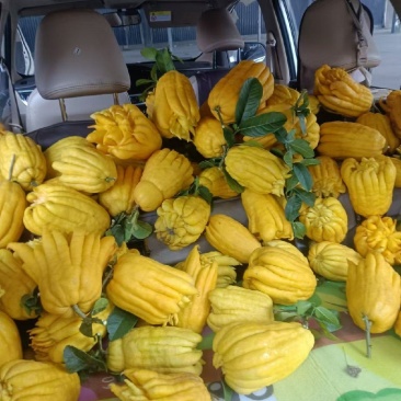 云南佛手柑闻香食用高山种植广佛手食用佛手香味好