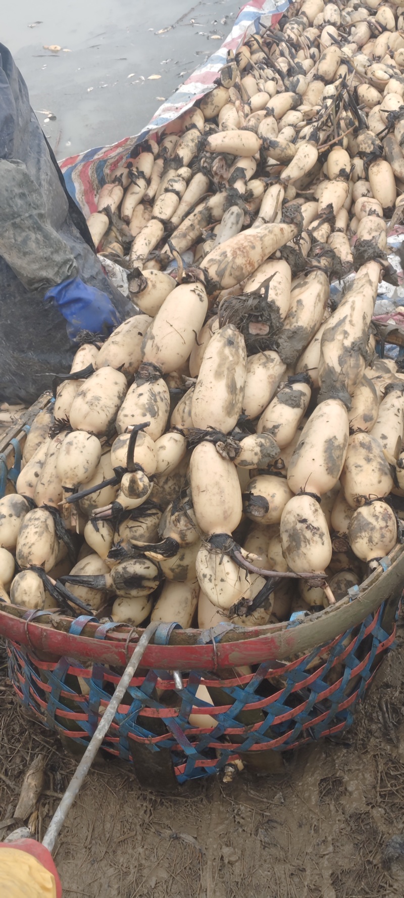 阜南精品连藕白条形好品质好，质量好货源充足诚信经营