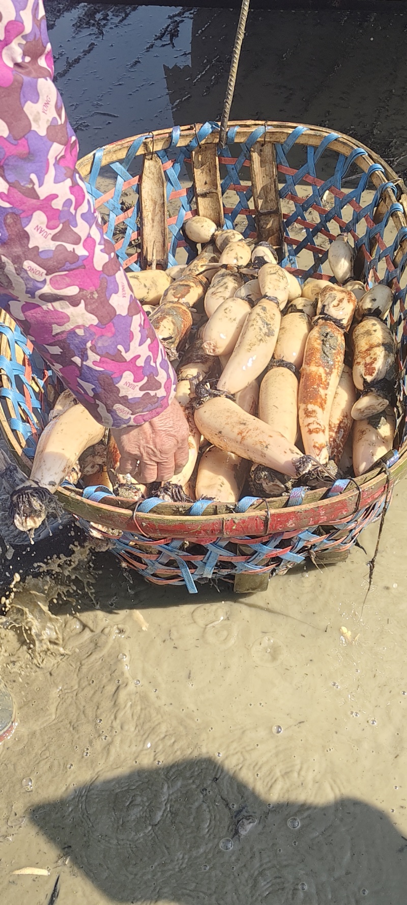 阜南精品连藕白条形好品质好，质量好货源充足诚信经营