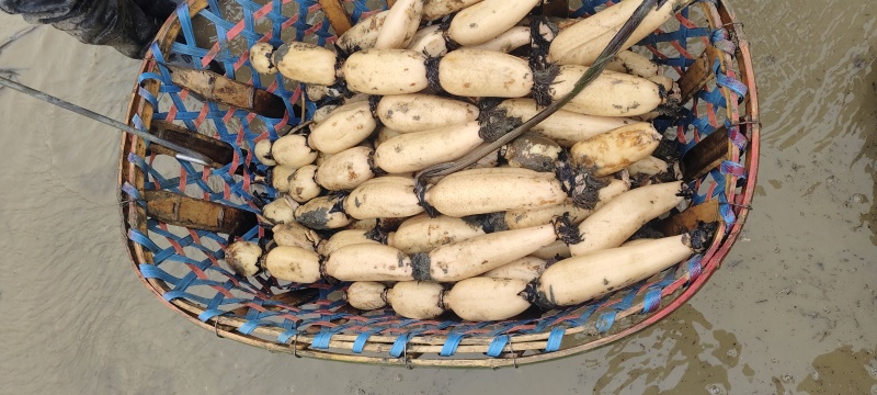 阜南精品连藕白条形好品质好，质量好货源充足诚信经营