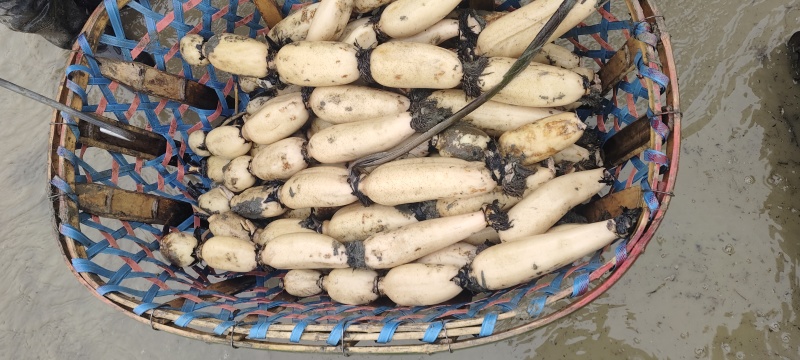 阜南精品连藕白条形好品质好，质量好货源充足诚信经营