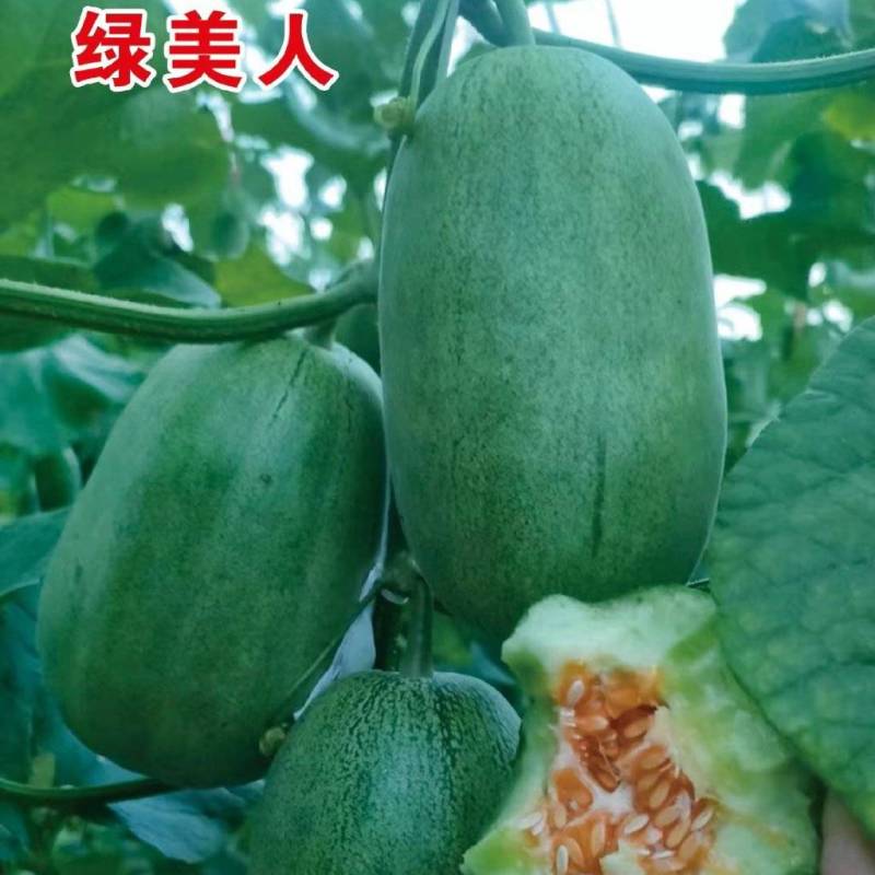 【绿美人】早熟高产，基地直发，全国无缝隙发货