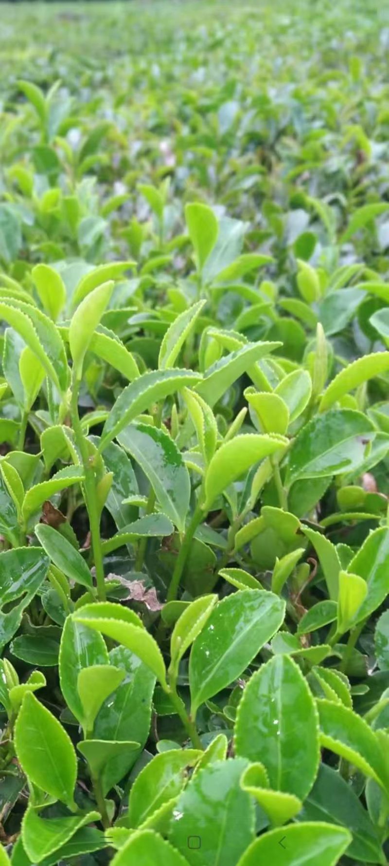 惠州特产送礼商用茶广东柏塘山茶礼盒高档绿色通用茶