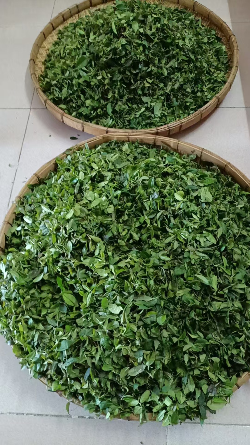 惠州特产送礼商用茶广东柏塘山茶礼盒高档绿色通用茶