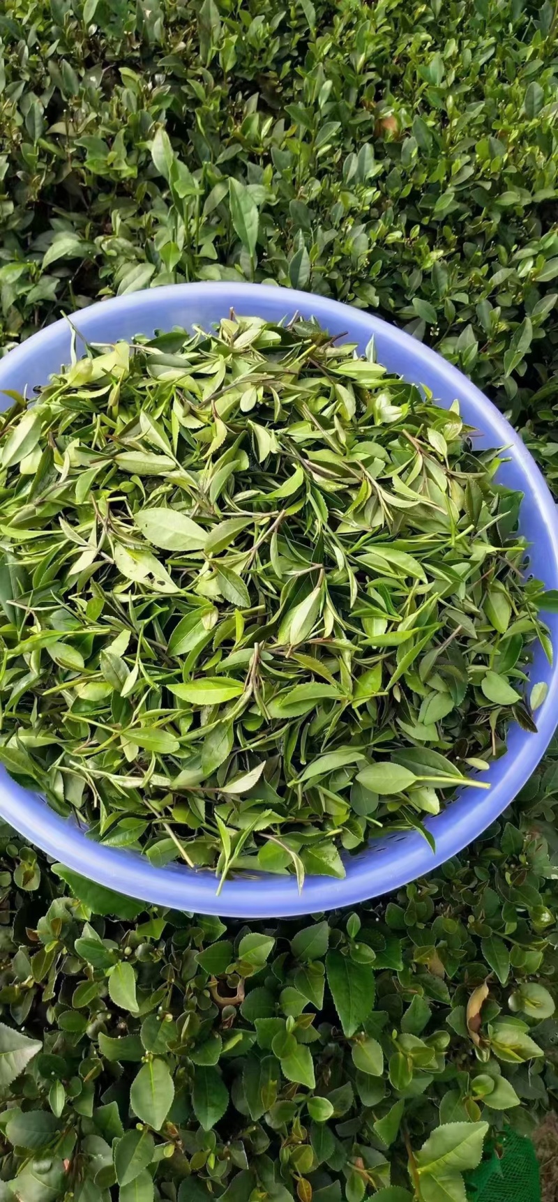 惠州特产送礼商用茶广东柏塘山茶礼盒高档绿色通用茶