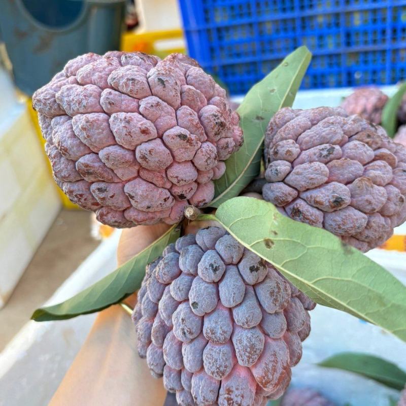 玫瑰释迦果