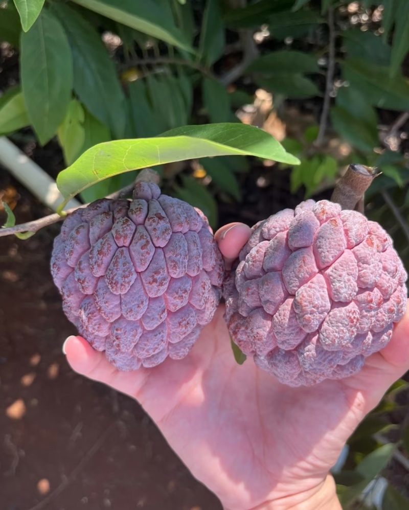 玫瑰释迦果