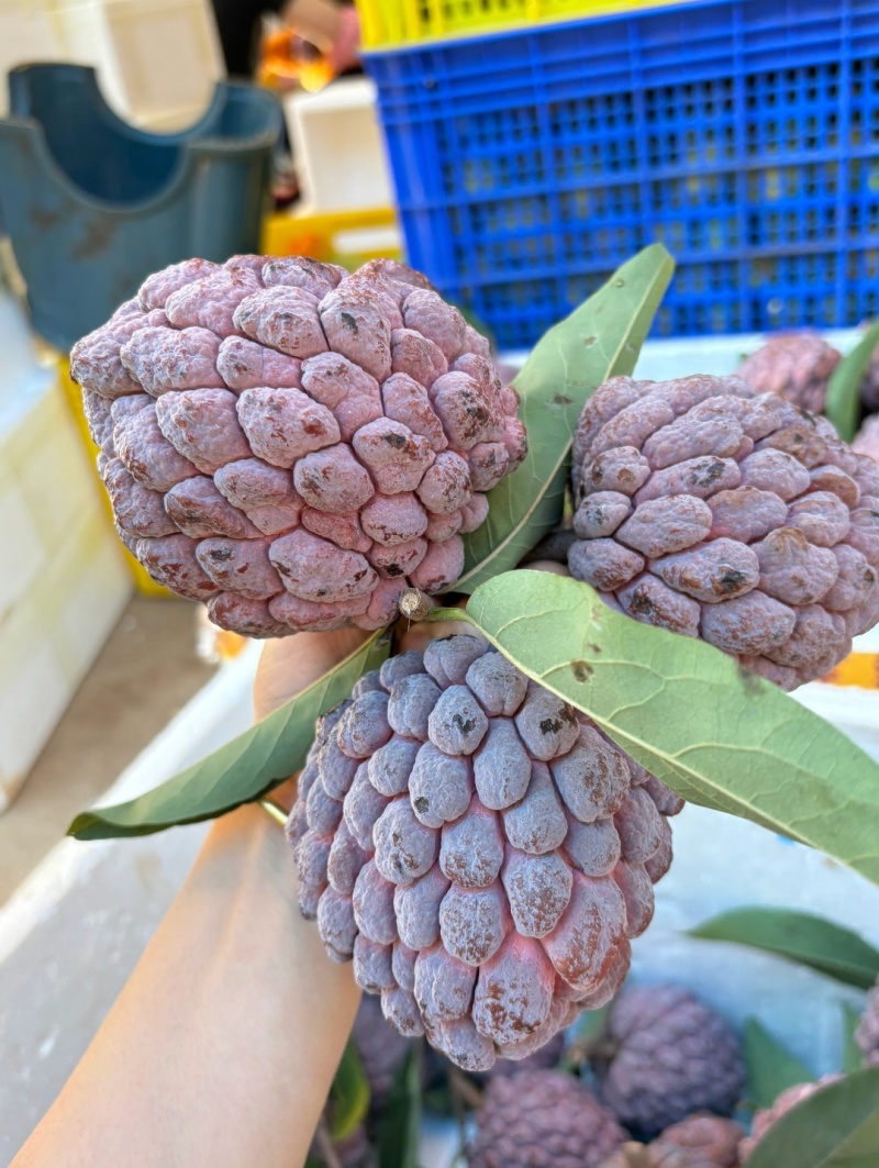 玫瑰释迦果