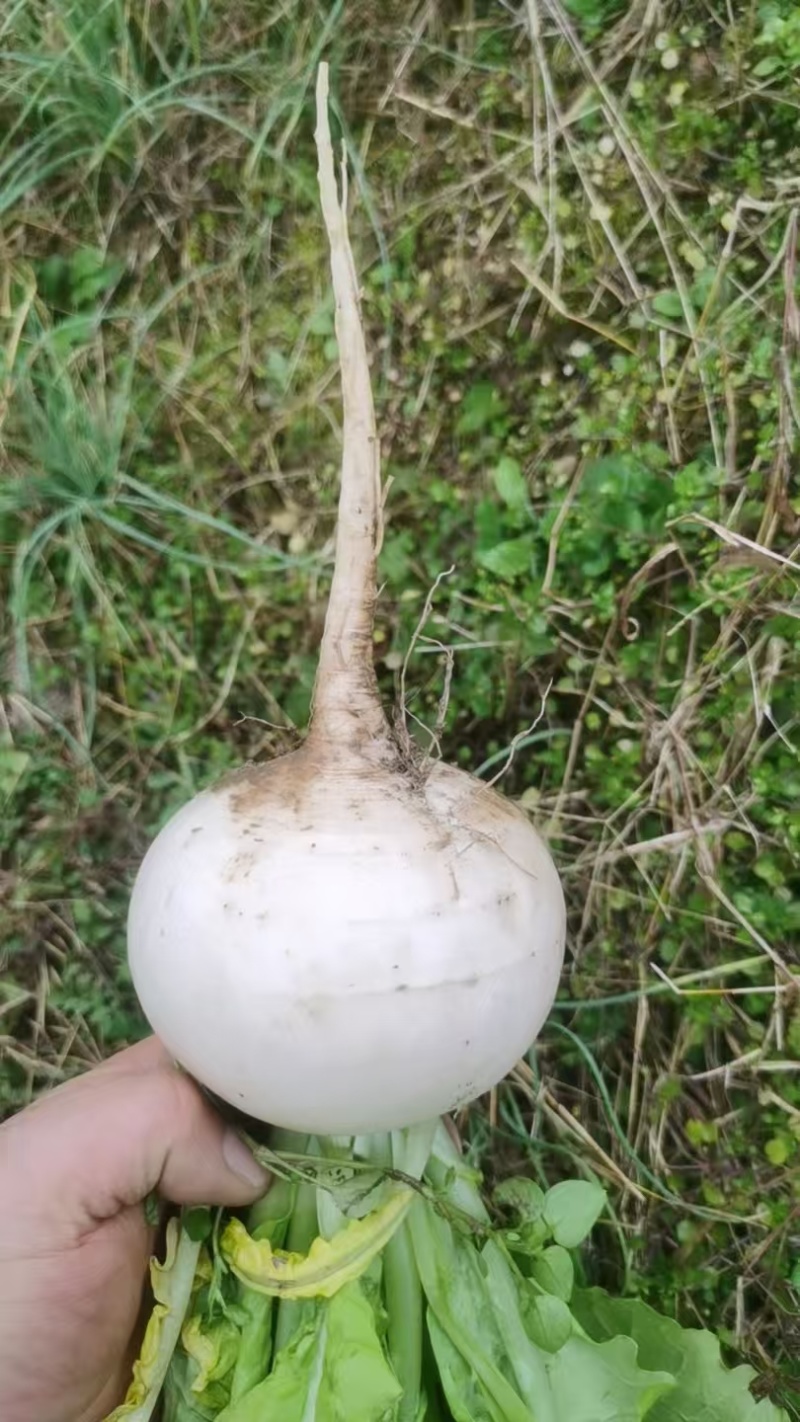 草兜圆萝卜