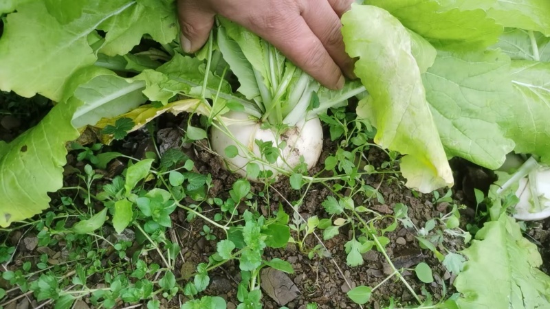草兜圆萝卜