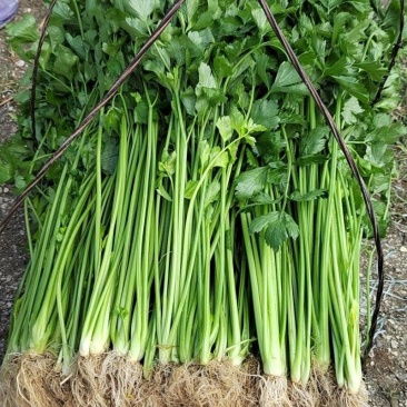 香芹芹菜安徽基地直发对接全国保质保量一条龙服务