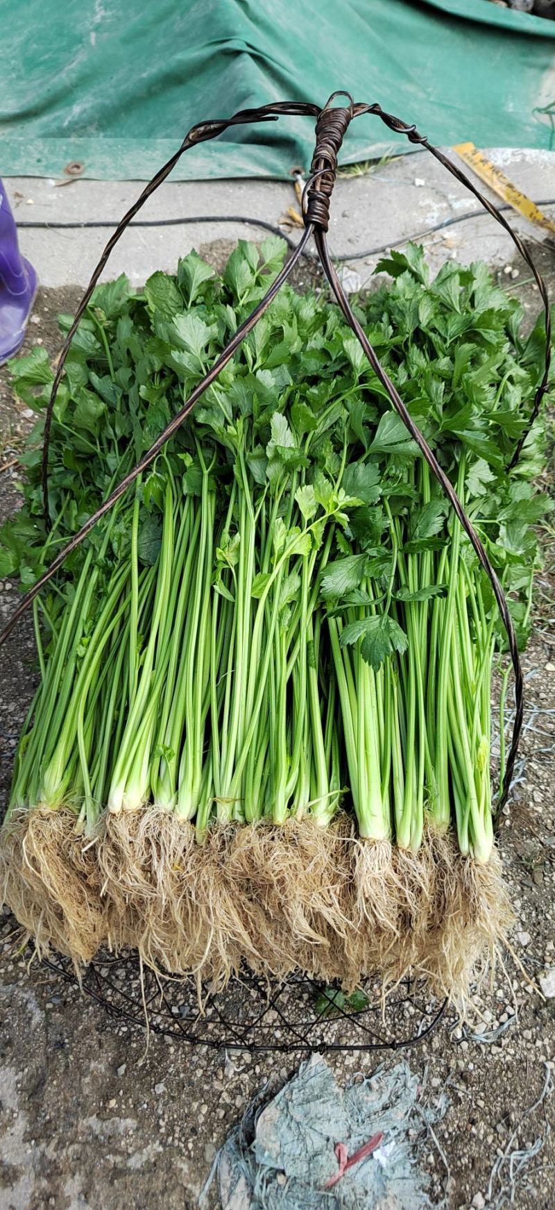香芹芹菜安徽基地直发对接全国保质保量一条龙服务