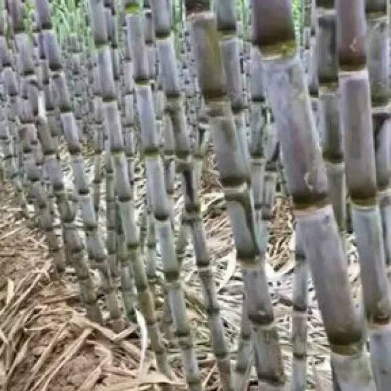 青皮甘蔗