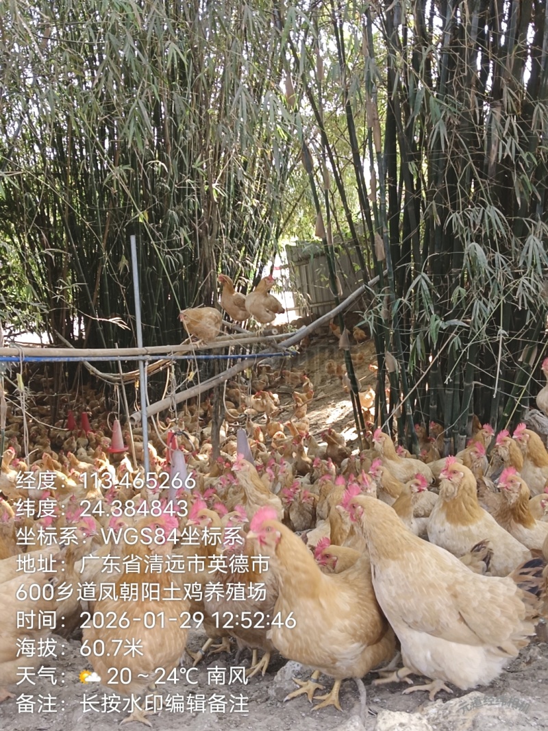 林下散养鸡