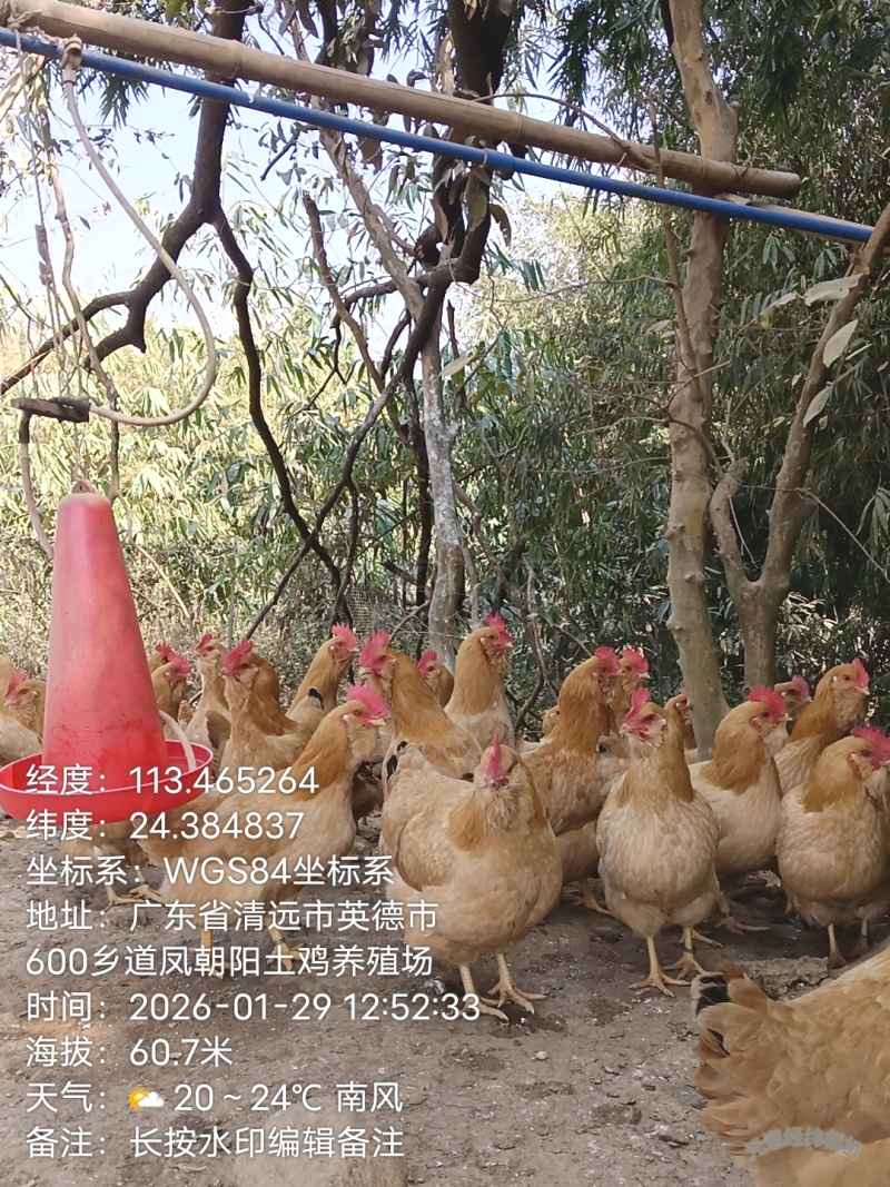 林下散养鸡