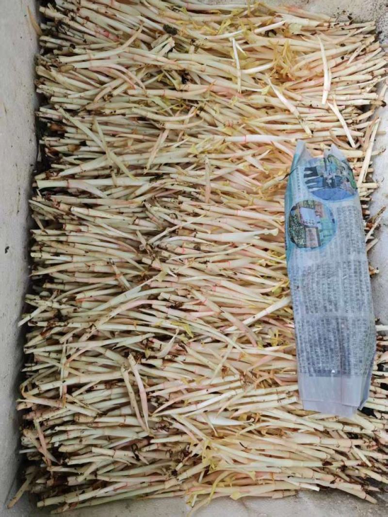 四川折耳根嫩芽，大量上市，对接市场，档口，电商，商超，