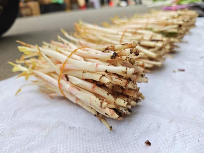 四川折耳根嫩芽，大量上市，对接市场，档口，电商，商超，