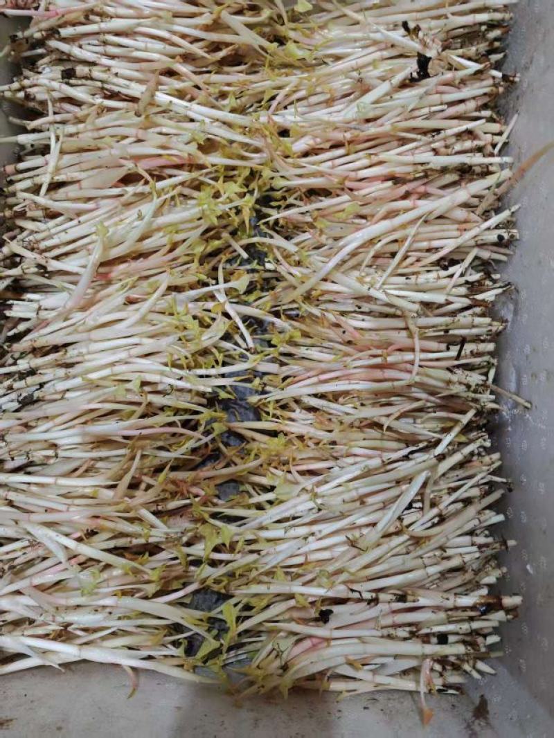四川折耳根嫩芽，大量上市，对接市场，档口，电商，商超，