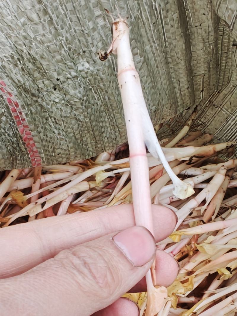四川折耳根嫩芽，大量上市，对接市场，档口，电商，商超，