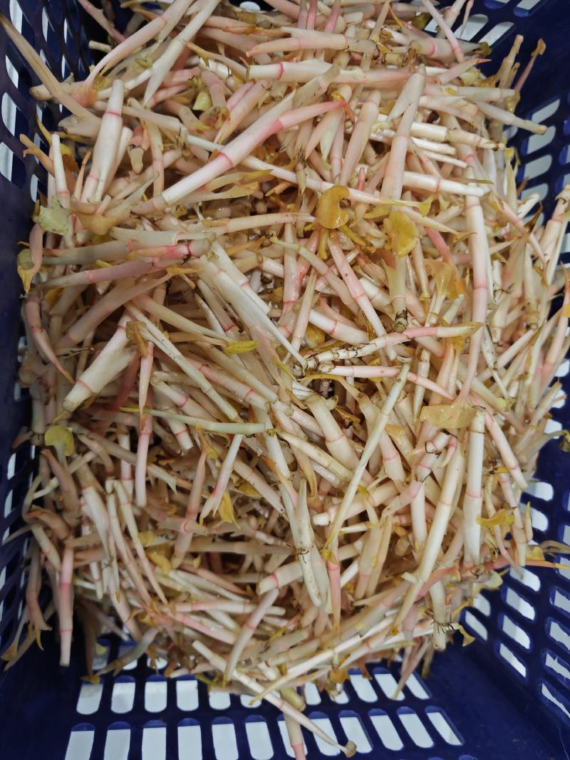 四川折耳根嫩芽，大量上市，对接市场，档口，电商，商超，