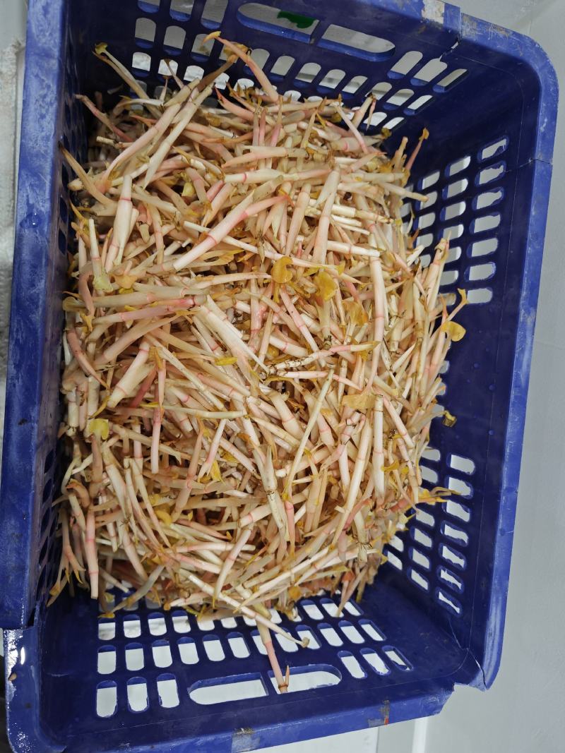四川折耳根嫩芽，大量上市，对接市场，档口，电商，商超，