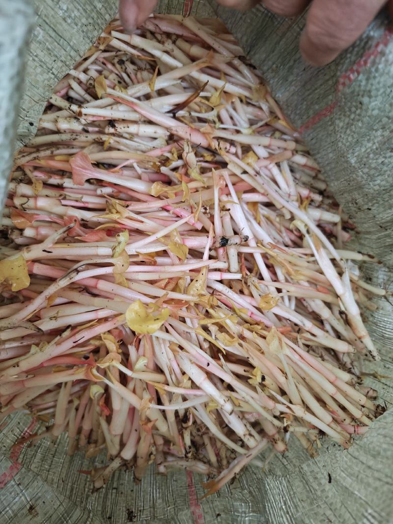 四川折耳根嫩芽，大量上市，对接市场，档口，电商，商超，
