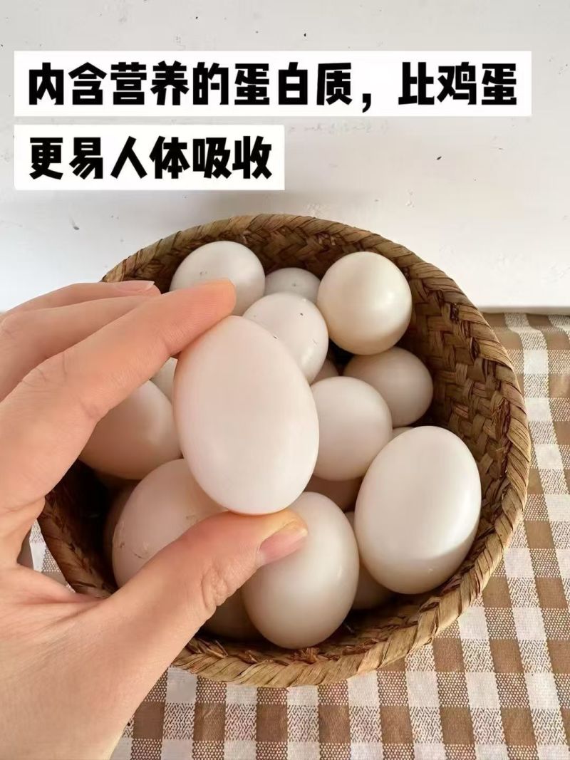 【鸽子蛋】精选鸽子蛋/对接江浙沪客商/价格便宜产地直发