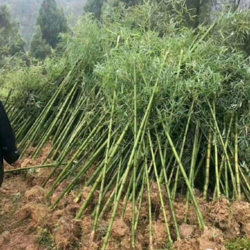 刚竹