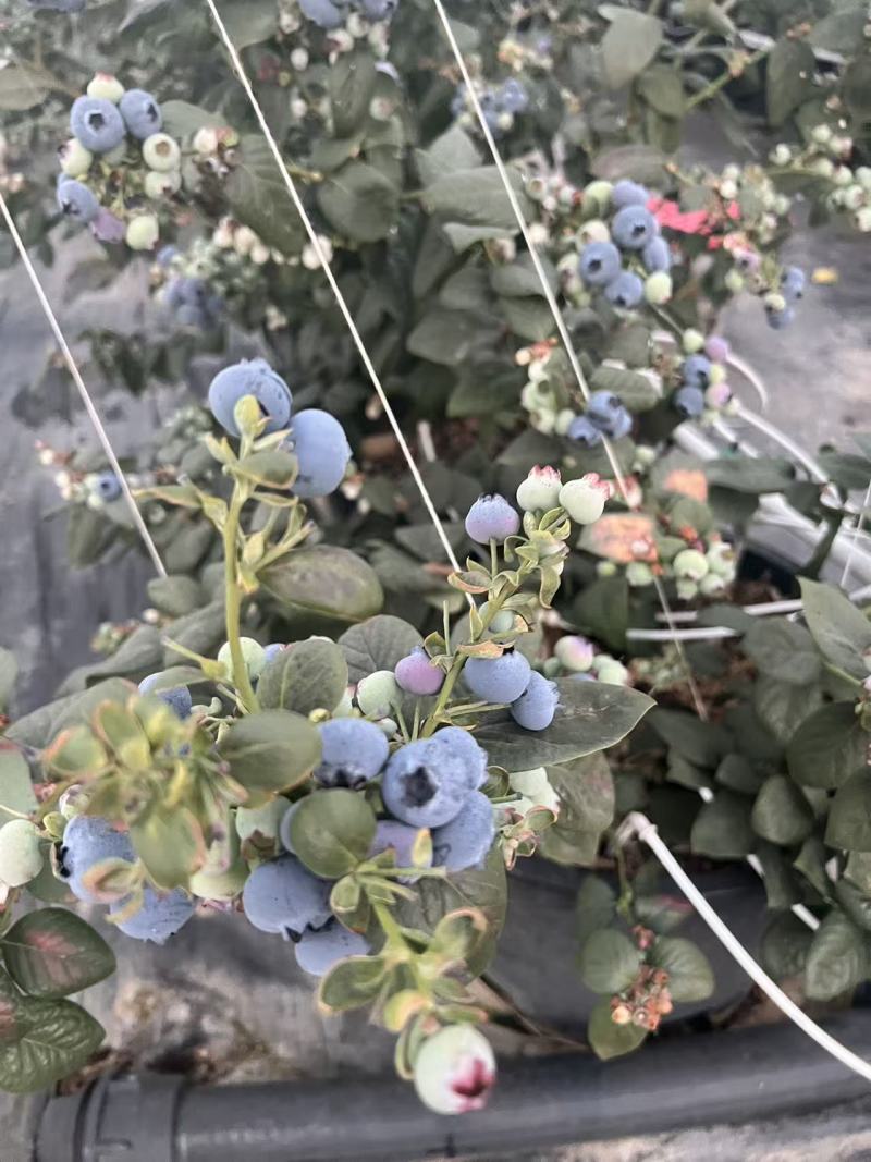 云南花香蓝莓L25F6L42F11等外果欢迎电话咨询