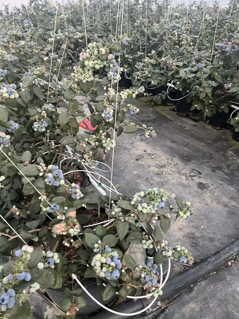 云南花香蓝莓L25F6L42F11等外果欢迎电话咨询