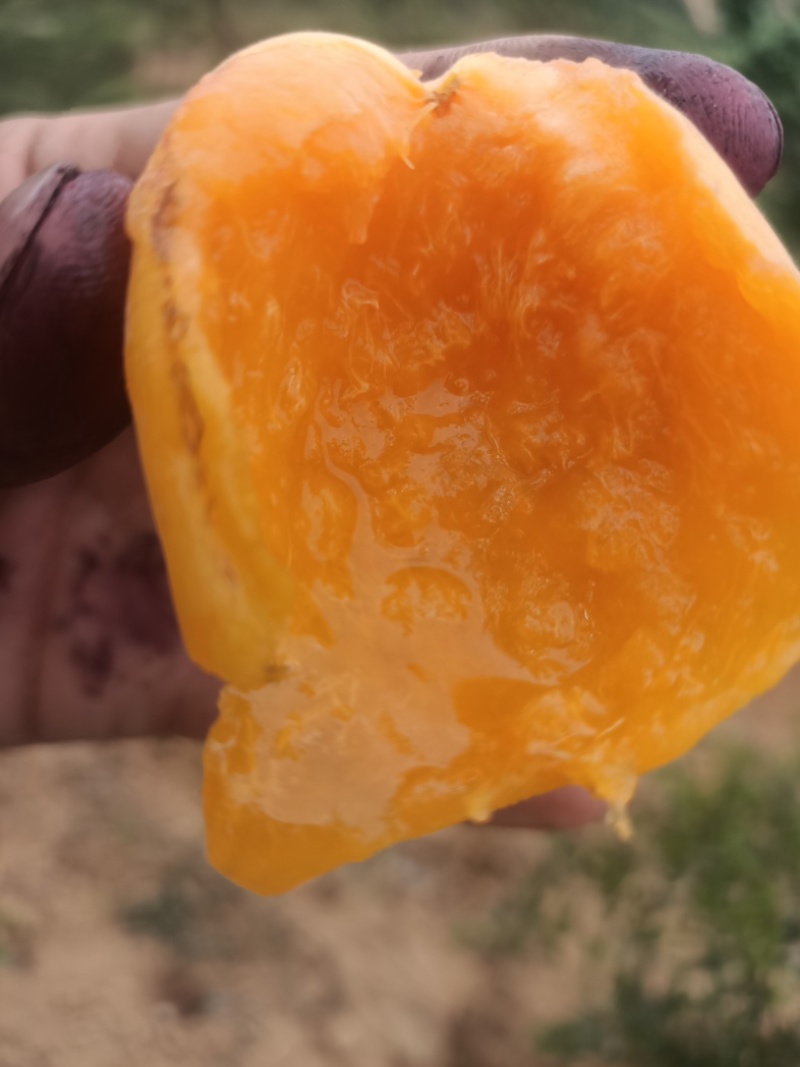 大黄杏接穗
