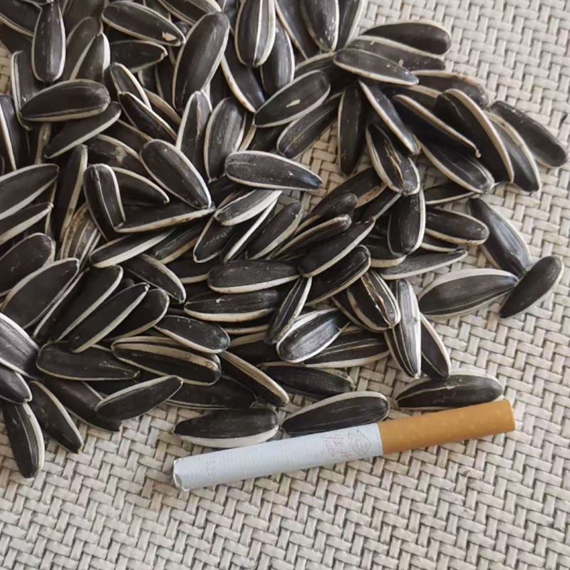 优质葵花籽自产自销品质好价格合理，可视频看货大批量走货