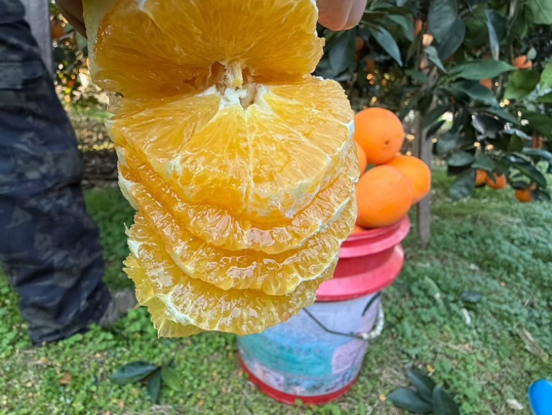赣南脐橙大量上市欢迎各位老板前来选购品质保证产地直发