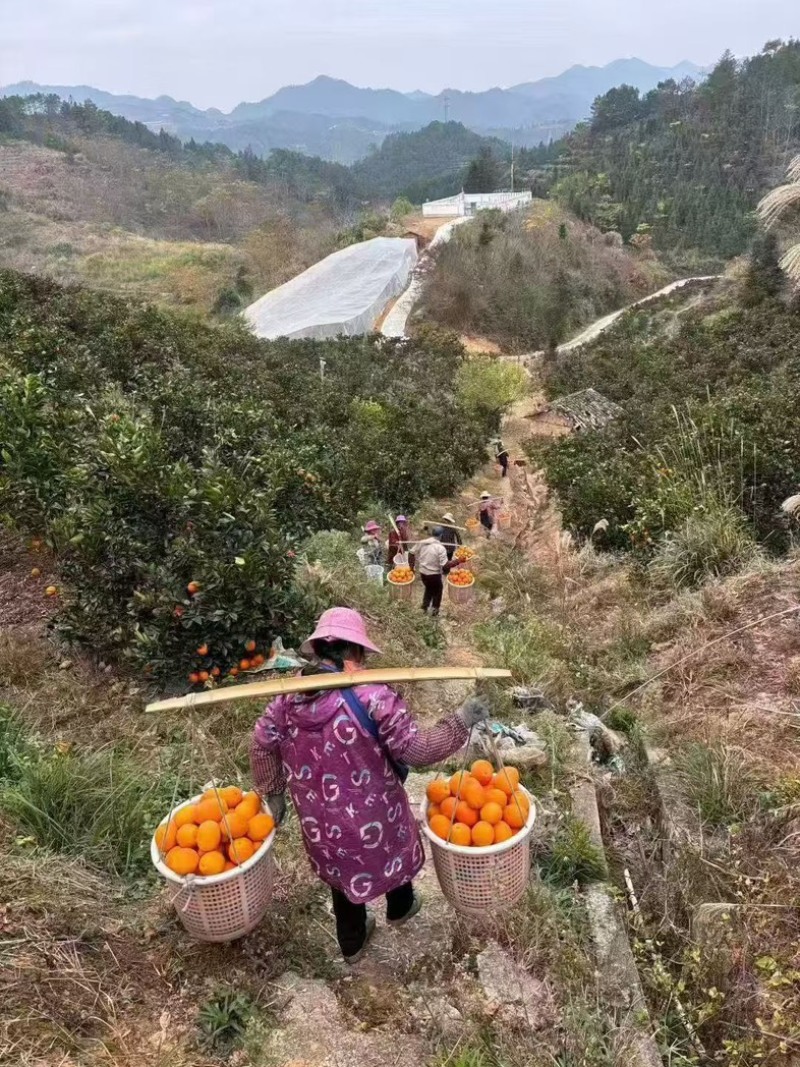 赣南脐橙大量上市欢迎各位老板前来选购品质保证产地直发