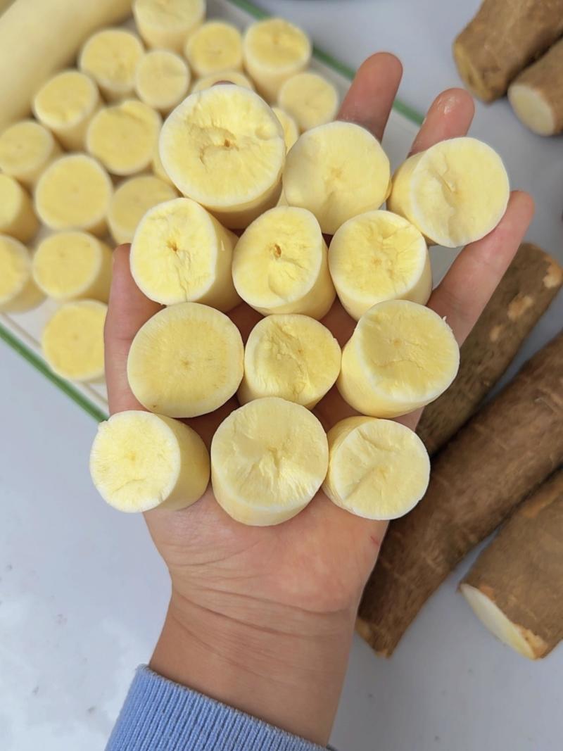 广西黄心木薯每天现挖现发