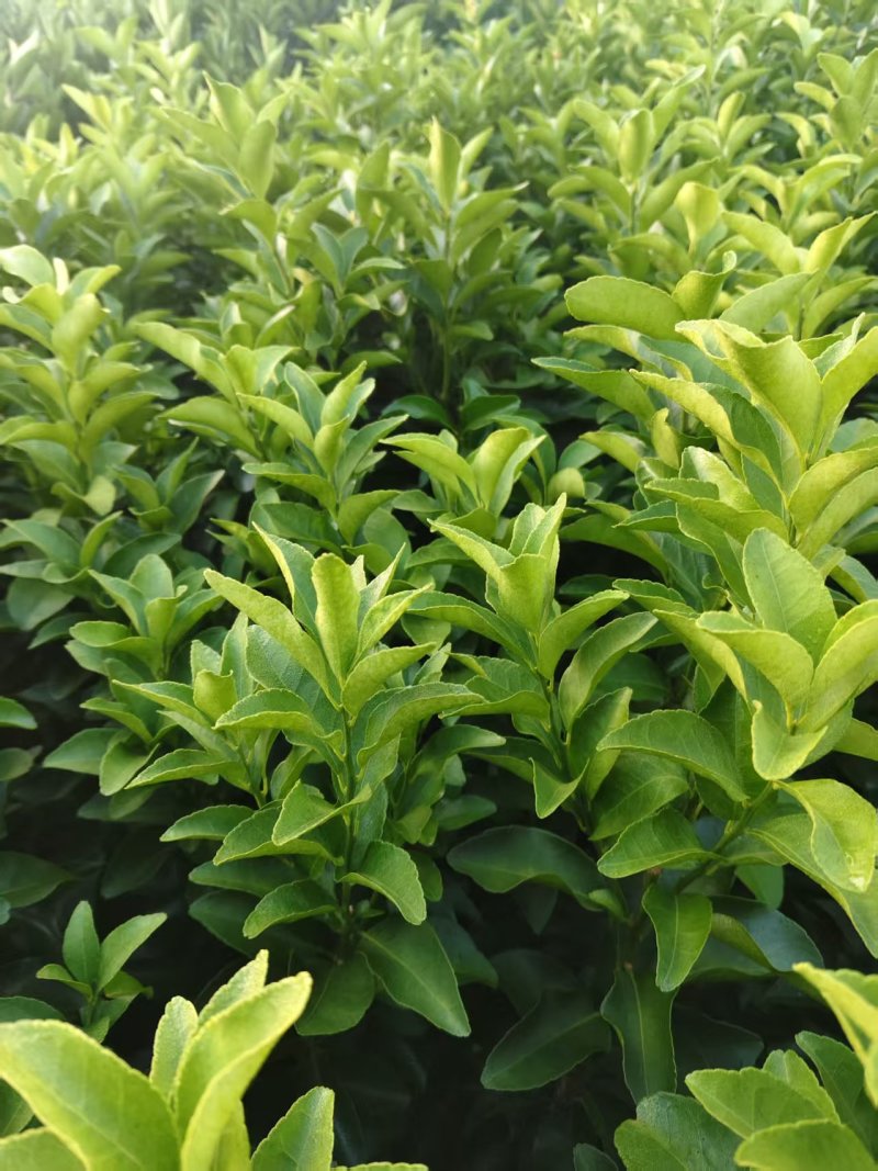 热卖脐橙苗纽荷尔脐橙苗江西占地苗价格实惠量大欢迎老板联系