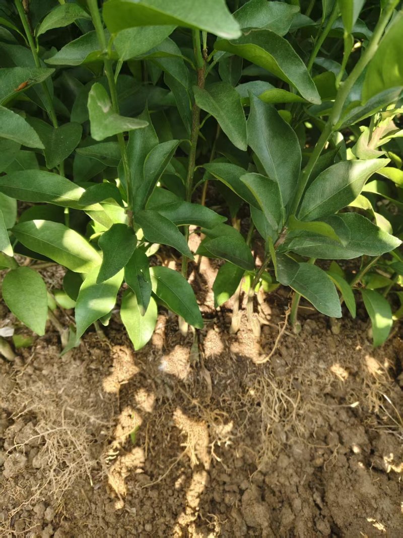 热卖脐橙苗纽荷尔脐橙苗江西占地苗价格实惠量大欢迎老板联系