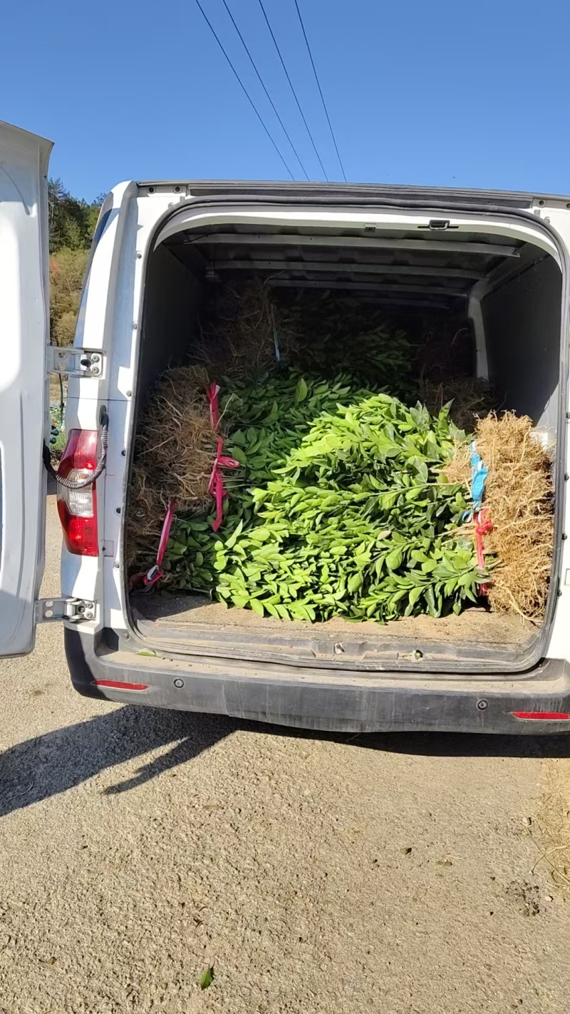 热卖脐橙苗纽荷尔脐橙苗江西占地苗价格实惠量大欢迎老板联系