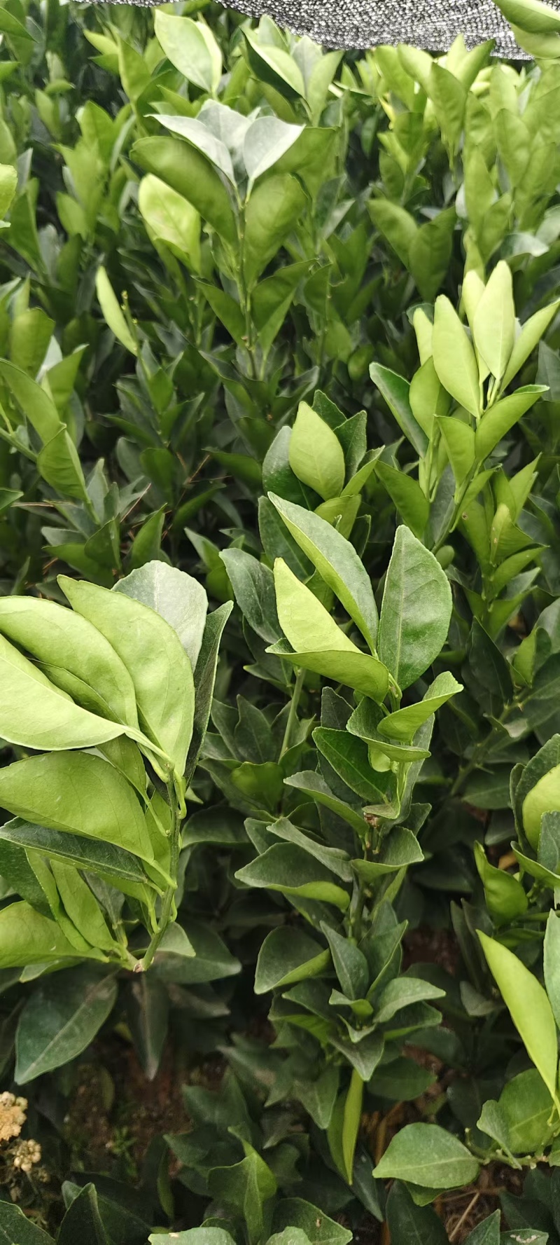 热卖脐橙苗纽荷尔脐橙苗江西占地苗价格实惠量大欢迎老板联系