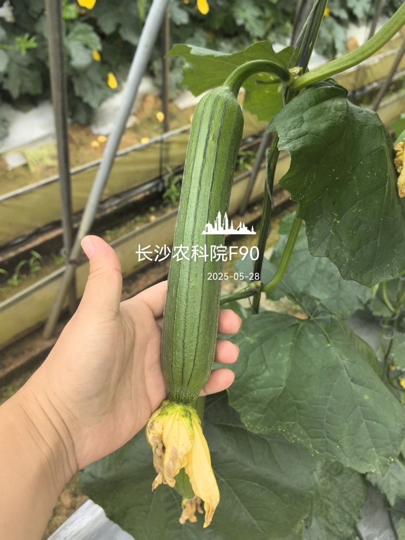 春润油靓2号丝瓜种子短棒油皮丝瓜种籽早熟深绿油亮丝瓜种子