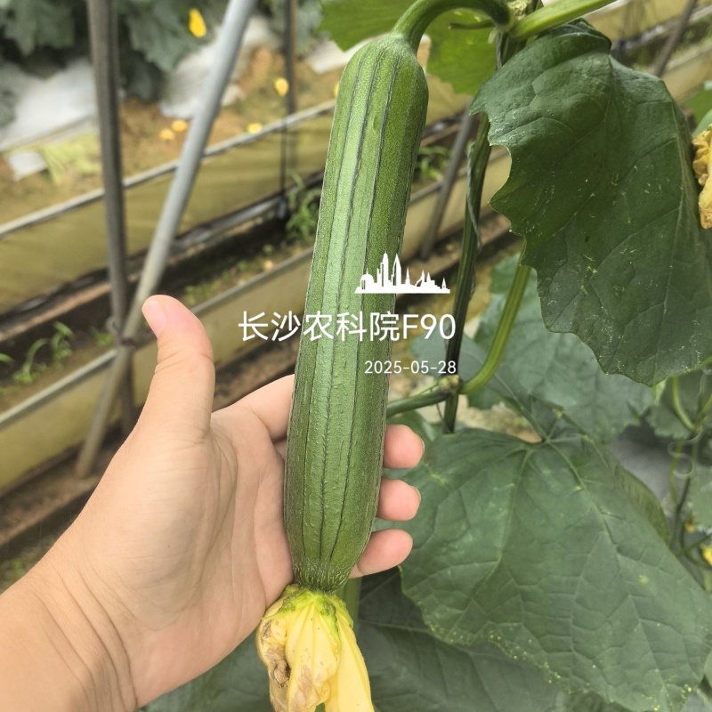 春润油靓2号丝瓜种子短棒油皮丝瓜种籽早熟深绿油亮丝瓜种子