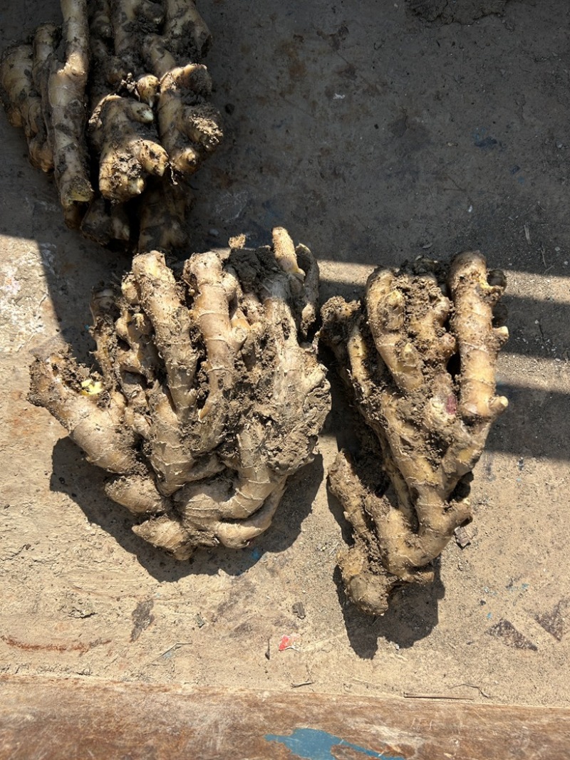 自家种植小黄姜一共六万斤一手货源量大优惠