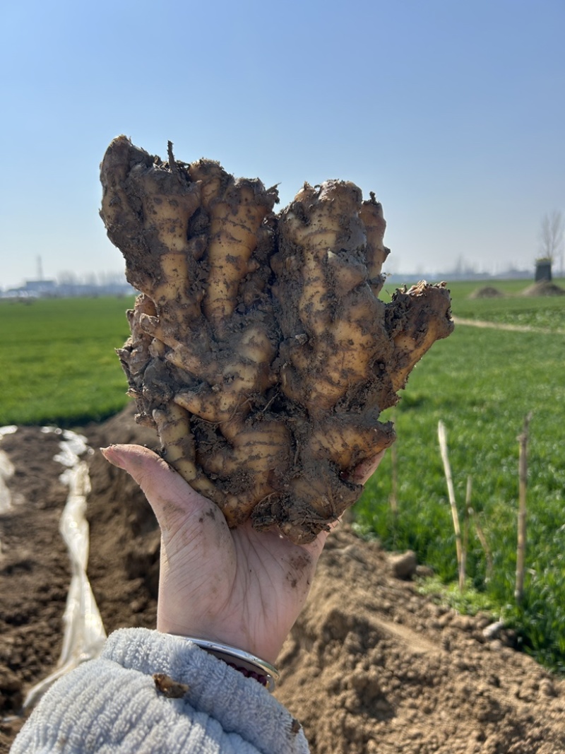 自家种植小黄姜一共六万斤一手货源量大优惠