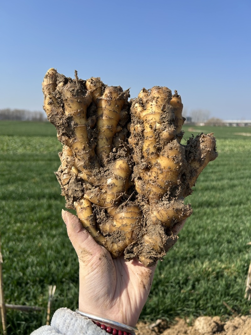 自家种植小黄姜一共六万斤一手货源量大优惠