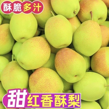 红香酥梨大量上市，全国发货，欢迎对面沟通。