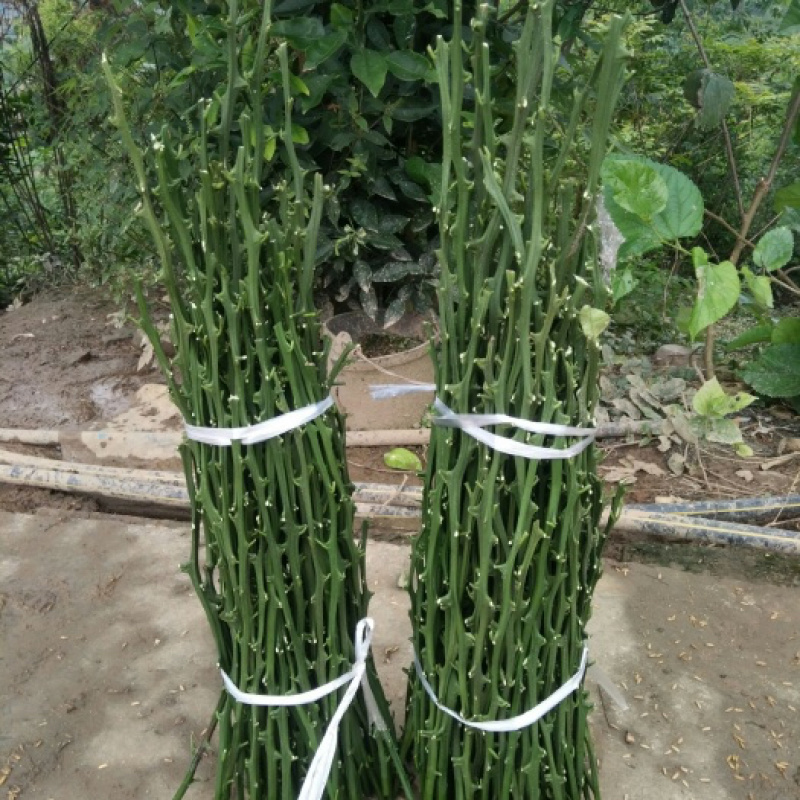 阿蜜达穗条！（爱媛46号）11月成熟！早熟耙耙柑